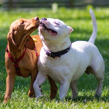 Suplementy diety i witaminy dla zwierząt
